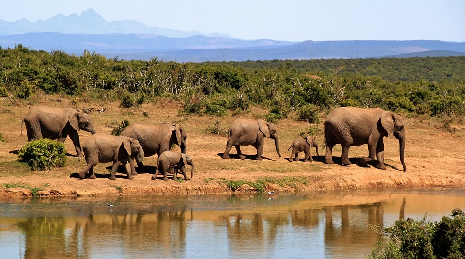 African Elephant